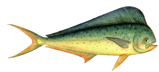 Mimi sul mare fish Lampuga