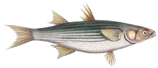 Mimi sul mare fish Bocca d'oro