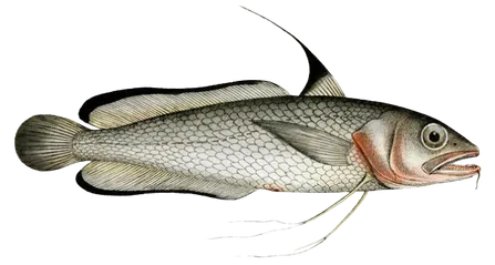 Mimi sul mare fish Musdea