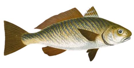 Mimi sul mare fish Ombrina